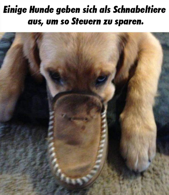 Schnabeltierhund Tierfakten

http://imgur.com/gallery/L20rG