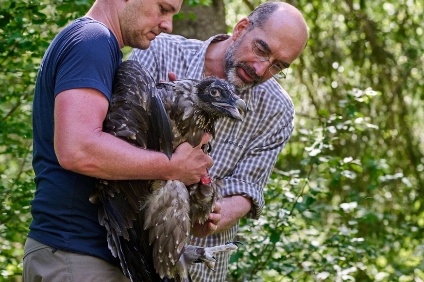 Daniel Hegglin (l.) Bartgeier Auswilderung von Wildi 2026 zusamman mit Mitarbeiter Tierpark Goldau Podcast Rauszeit