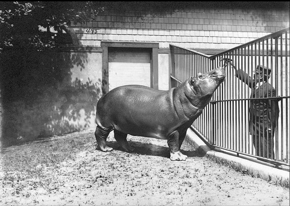 William Johnson Hippopotamus wird von einem Wärter gefüttert.