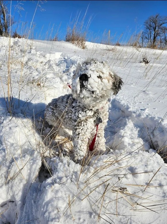 cute news tier hund

https://www.reddit.com/r/rarepuppers/comments/1kqtwzp/frosted_pupper/
