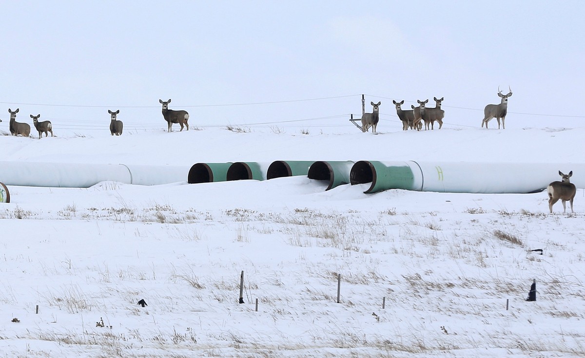 Deer gather at a depot used to store pipes for Transcanada Corp's planned Keystone XL oil pipeline in Gascoyne, North Dakota, January 25, 2017. REUTERS/Terray Sylvester