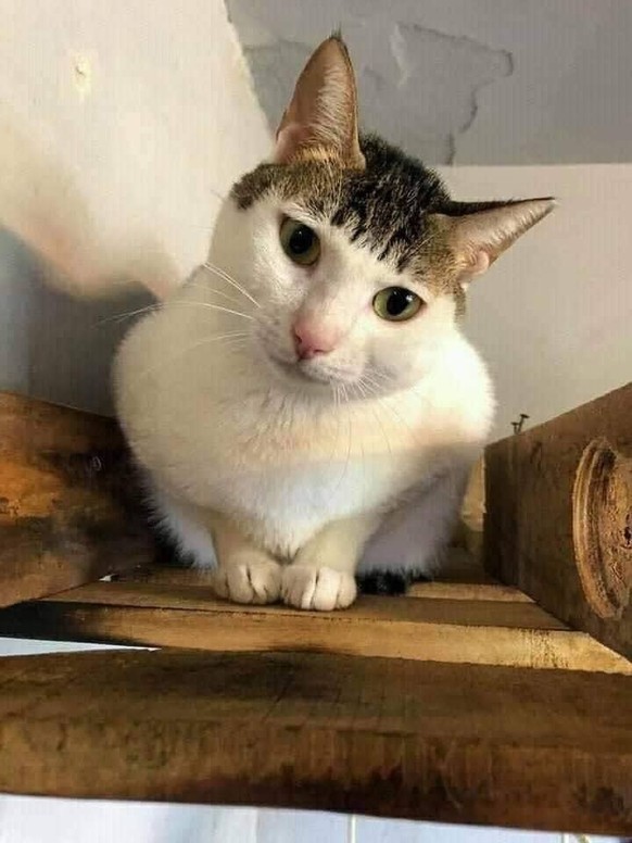 cute news tier katze

https://ch.pinterest.com/pin/297800594131964112/