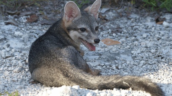Cozumel Zwergfuchs