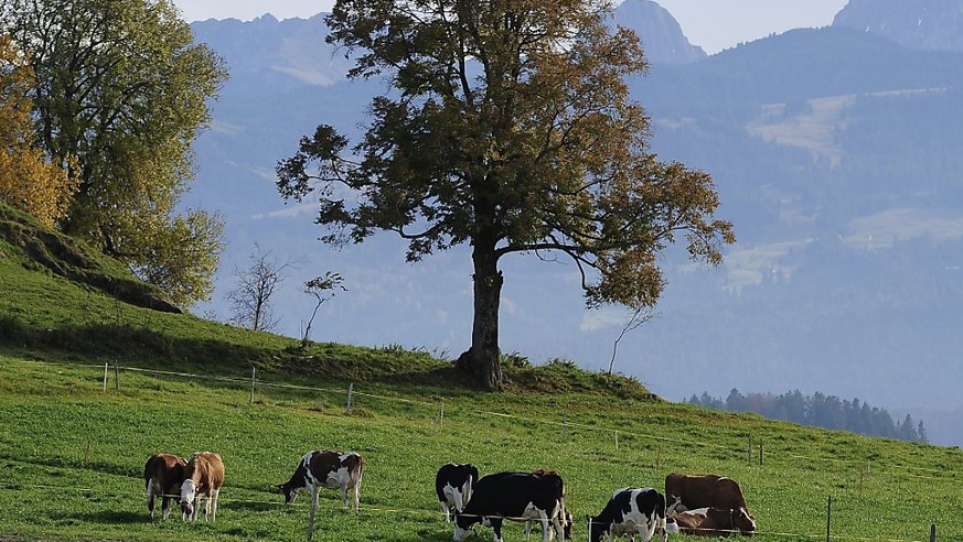 Eine Kuhherde vor dem Hintergrund der Berner Voralpen Gantrisch und Nuenenen. Am Gantrisch kam es am Samstagnachmittag zu einem tödlichen Unfall, bei dem eine Wandererin starb. (Archivbild)