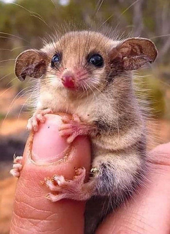 cute news tier hörnchen

https://www.reddit.com/r/Animal/comments/13w1sgr/tags_pygmy_the_smallest_animal_in_the_world/