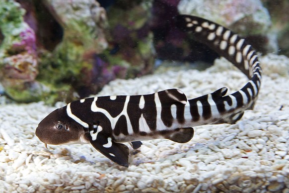 Zebrahai-Baby
Cute News
https://commons.wikimedia.org/wiki/File:Zebra_Shark_Baby.jpeg