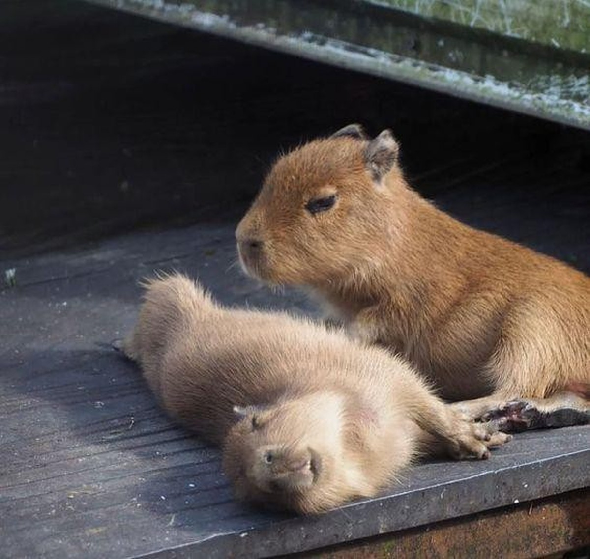 cute news tier capybara

https://www.reddit.com/r/capybara/comments/1hkhncj/baby_capybara_taking_sunbath/