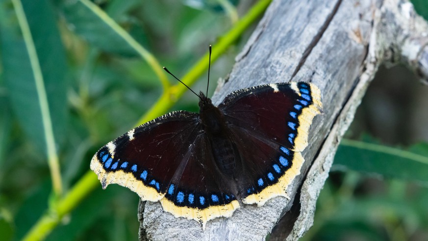 Trauermantel Schmetterling