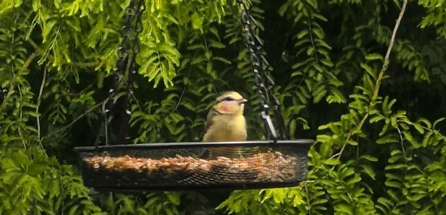 Blaumeise / Vogel