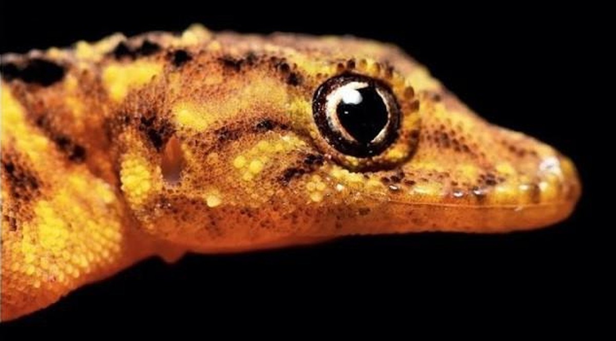 Cnemaspis selenolagus