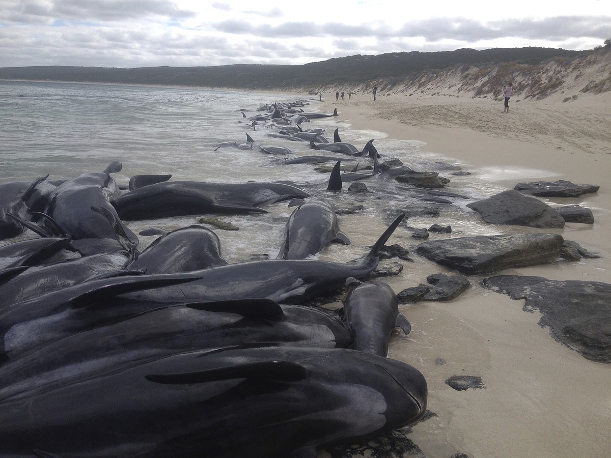 Supplied image of more than 150 short-finned pilot whales who became beached at Hamelin Bay, in Western Australia's south, Friday, March 23, 2018. A shark warning has been issued after more than  ...