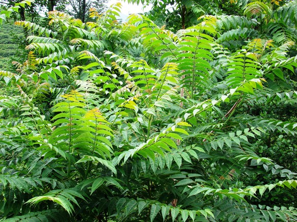 Der aus Ostasien stammende Götterbaum (Ailanthus altissima) breitet sich entlang von Autobahnen und in urbanen Gebieten aus.