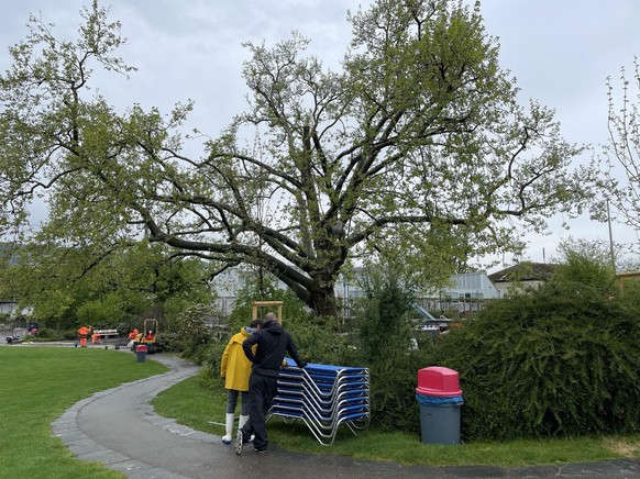 Arbeiter bessern einen Weg aus, im Vordergrund ist ein Baum zu sehen, der stark zurückgeschnitten werden musste.