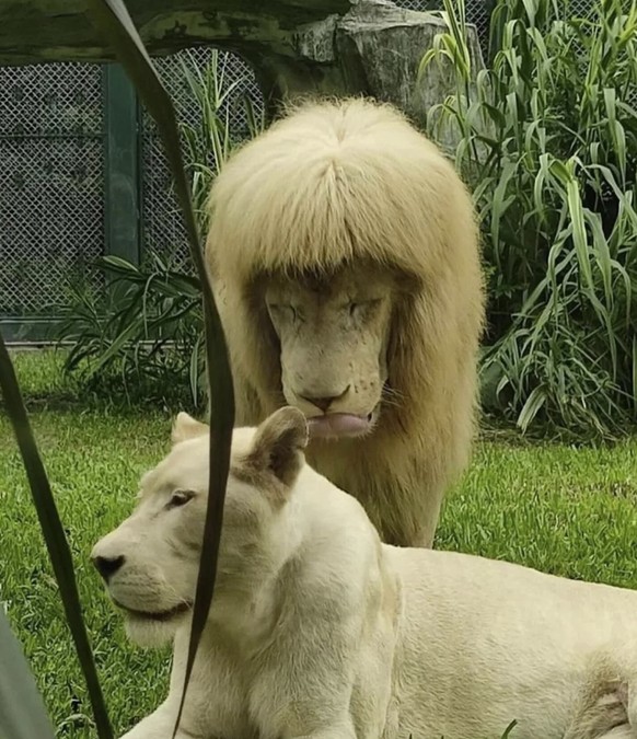 Fail Schlagzeile der Woche: Löwe mit Fail Frisur