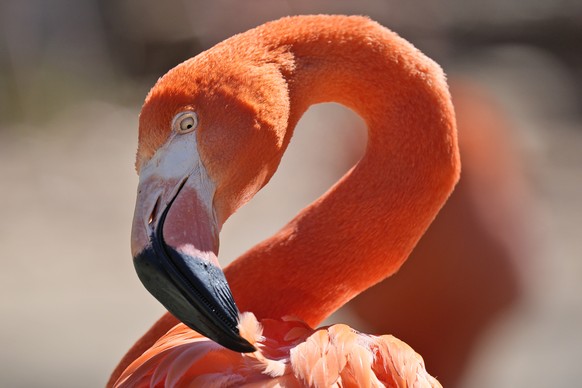 A flamingo tugs at one of its feathers at the Fort Worth Zoo in Fort Worth, Texas, Friday, Feb. 23, 2024. During the last total solar eclipse in 2017, flamingos at a South Carolina zoo huddled protect ...