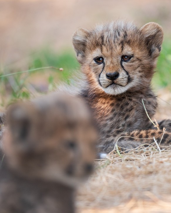 Im Zoo Basel hat eine Geparden-Mutter Sechslinge geworfen.