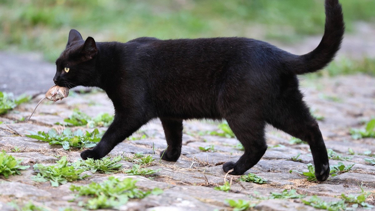 Wer-seine-Katze-wirklich-liebt-l-sst-sie-kastrieren