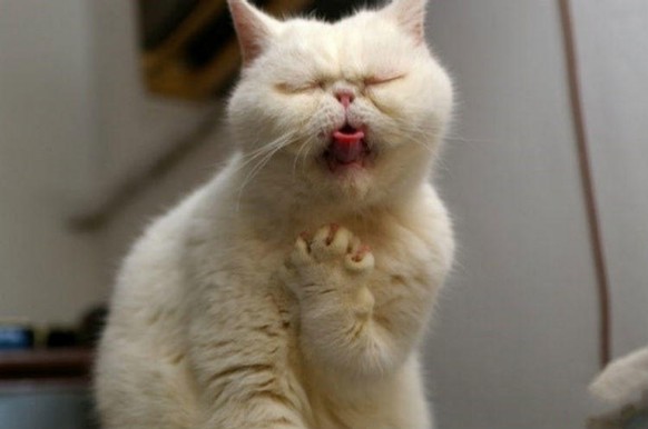 Karaoke KAtze