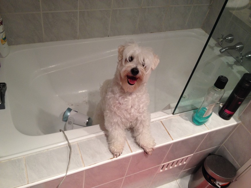 Auch für diesen Hund war es das letzte Bad. Er sei friedlich «eingesprudelt».&nbsp;