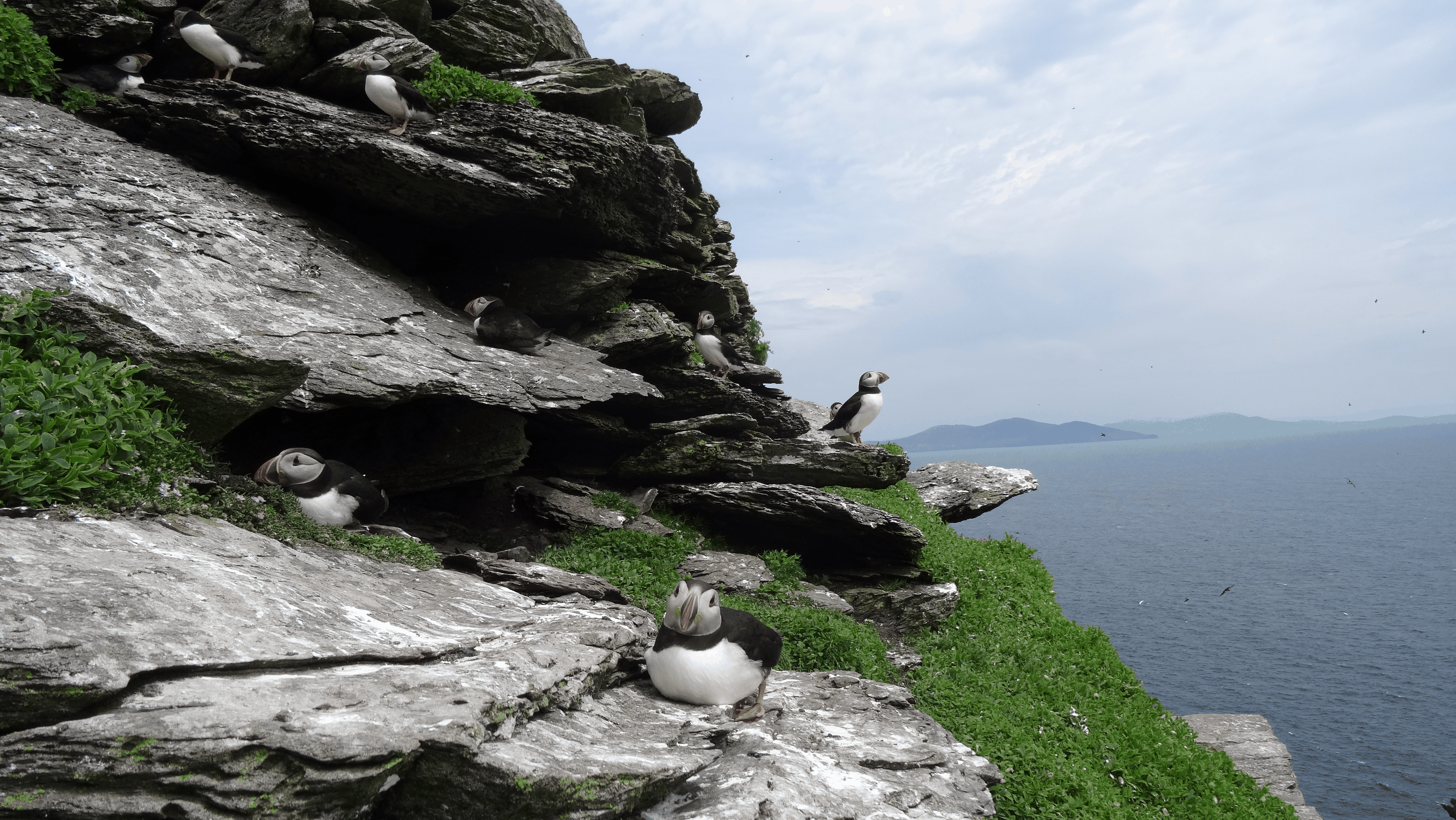 Wie versprochen: Die lustigen Tierbilder in der XXL-Variante
Super CN Pascal. Vorallem so früh am Morgen. Danke!

Ich wäre allerdings mal für mehr Puffins! 😃😍