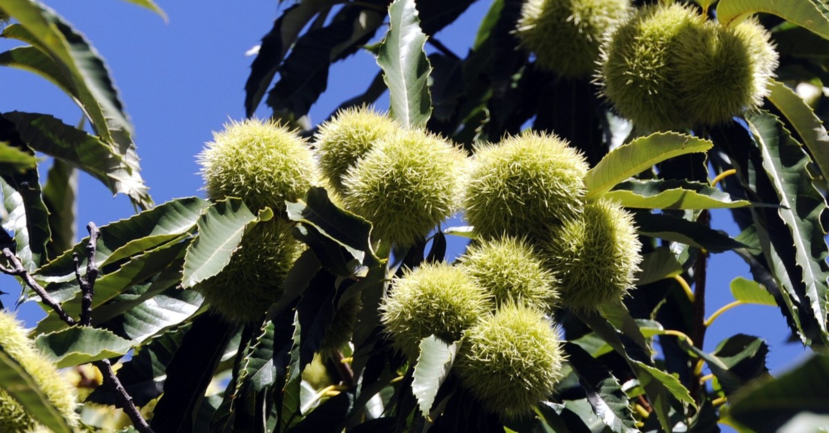 Marronib-ume-breiten-sich-im-Norden-der-Schweiz-aus