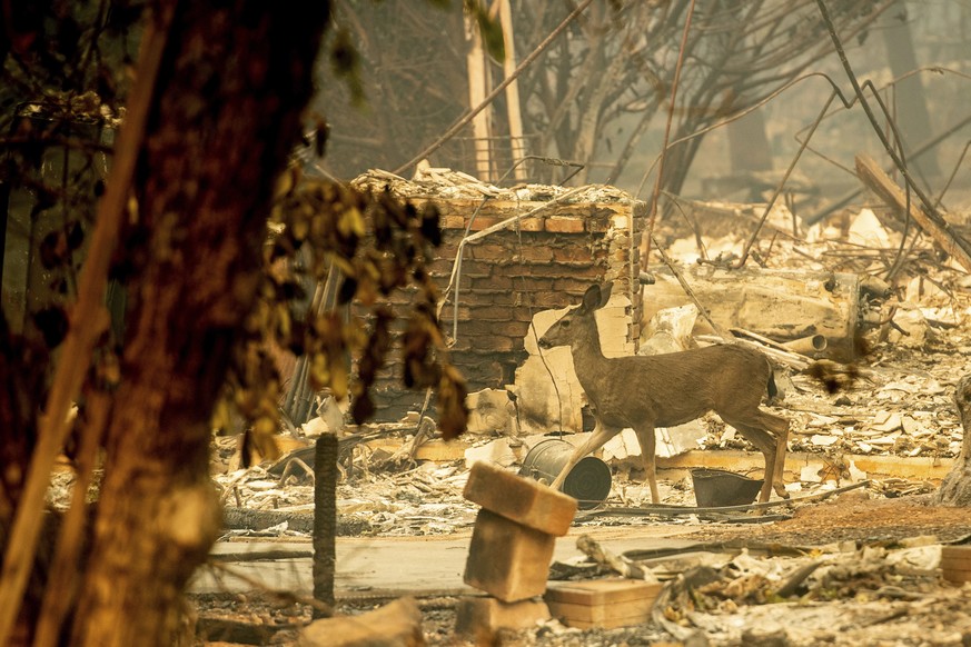 A deer walks past a destroyed home on Orrin Lane after the wildfire burned through Paradise, Calif., on Saturday, Nov. 10, 2018. Not much is left in Paradise after a ferocious wildfire roared through  ...
