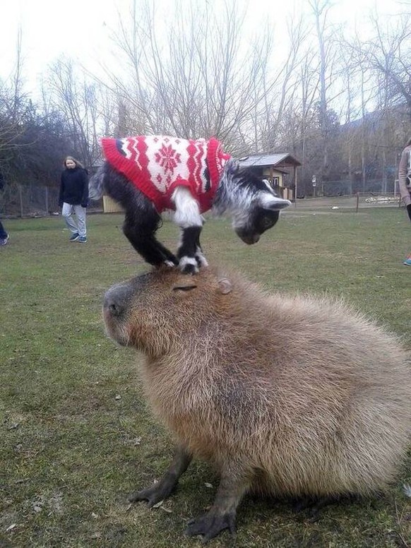 Capybare vs Ziege