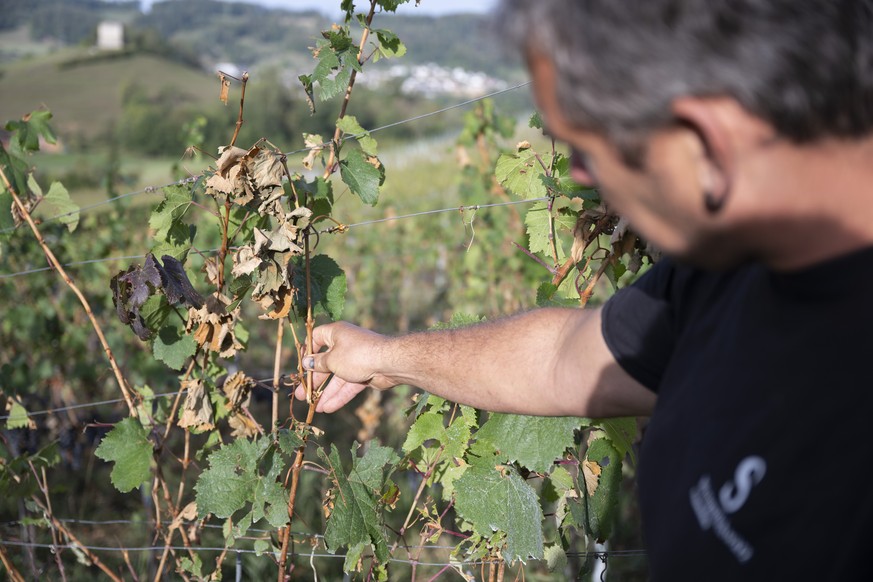 Weinbauer Andreas Schwarz begutachtet, was von seinen Trauben übrig blieb fotografiert am Mittwoch, 2. September 2026 in Freienstein-Teufen, Am 28. August 2026 sind heftige Unwetter mit Hagel ueber di ...