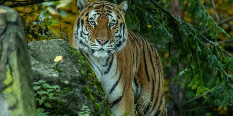 Der Amurtiger Sayan zieht nach aus dem Zoo Zürich nach Kroatien. Da in seinem eigentlichen Zuhause umgebaut wird, zieht er vorübergehend in den Zoologischen Garten und Aquarium Osijek.