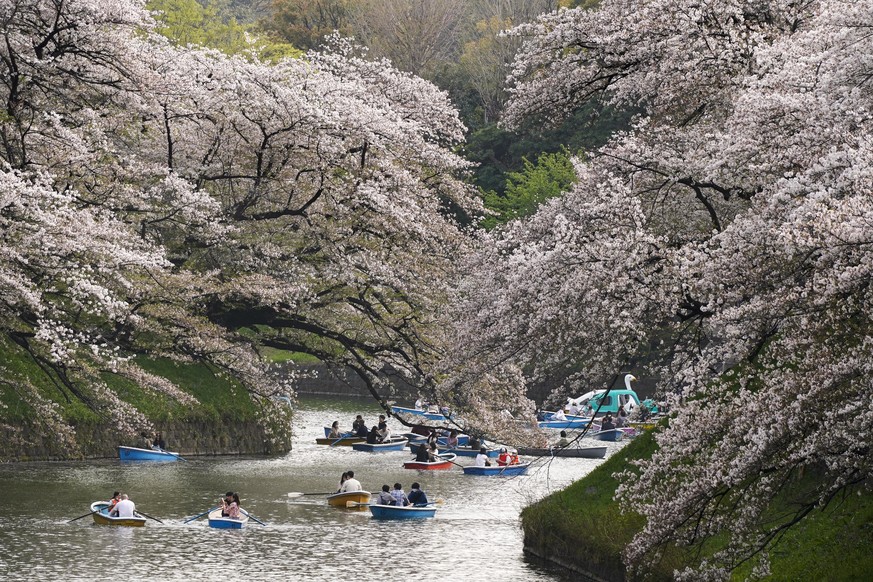 Auch in Tokyo blühen die Kirschblütenbäume 2021 besonders früh. 