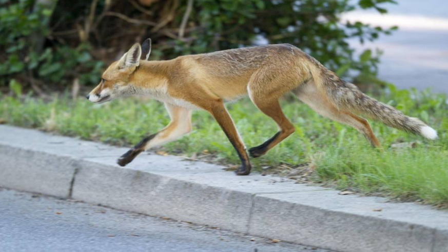 Im Unispital Zürich griff ein Fuchs eine Patientin an. (Symbolbild)