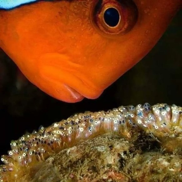 cute news tier clownfisch

https://www.reddit.com/r/NatureIsFuckingCute/comments/11jwqwx/clown_fish_caring_for_their_young/