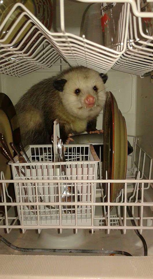 Opossum
Cute News
https://imgur.com/gallery/94xPb