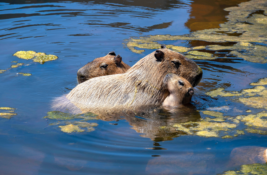 Capybara Hydrochoerus hydrochaeris A Capybara Hydrochoerus hydrochaeris family at Sydney Zoo in Sydney, NSW, Australia. Sydney New South Wales NSW Australia Copyright: xTaraxMalhotrax
Nutria, Zoologie ...