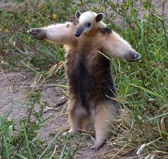 cute news tier nasenbär

https://www.reddit.com/r/Animal/comments/1jedb4n/opinion_on_southern_tamandua_anteater/
