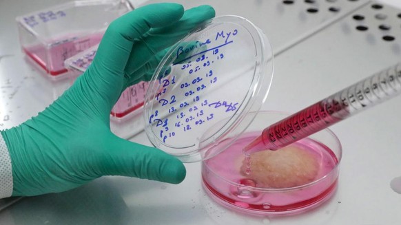 Ochakov Food Ingredients Plant produces cultured meat
MOSCOW, RUSSIA SEPTEMBER 27, 2019: Producing cultured meat in a lab at the Ochakov Food Ingredients Plant (OKPI). Vyacheslav Prokofyev/TASS (Photo ...