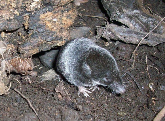Nelson's small-eared shrew (Cryptotis nelsoni) is a species of mammal in the family Soricidae. It is endemic to eastern Mexico. 
https://twitter.com/lassarillo/status/792921209461628928