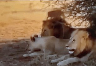 Animiertes GIF