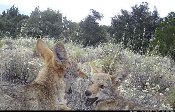 Lustige Kojoten in der Wildtierkamera