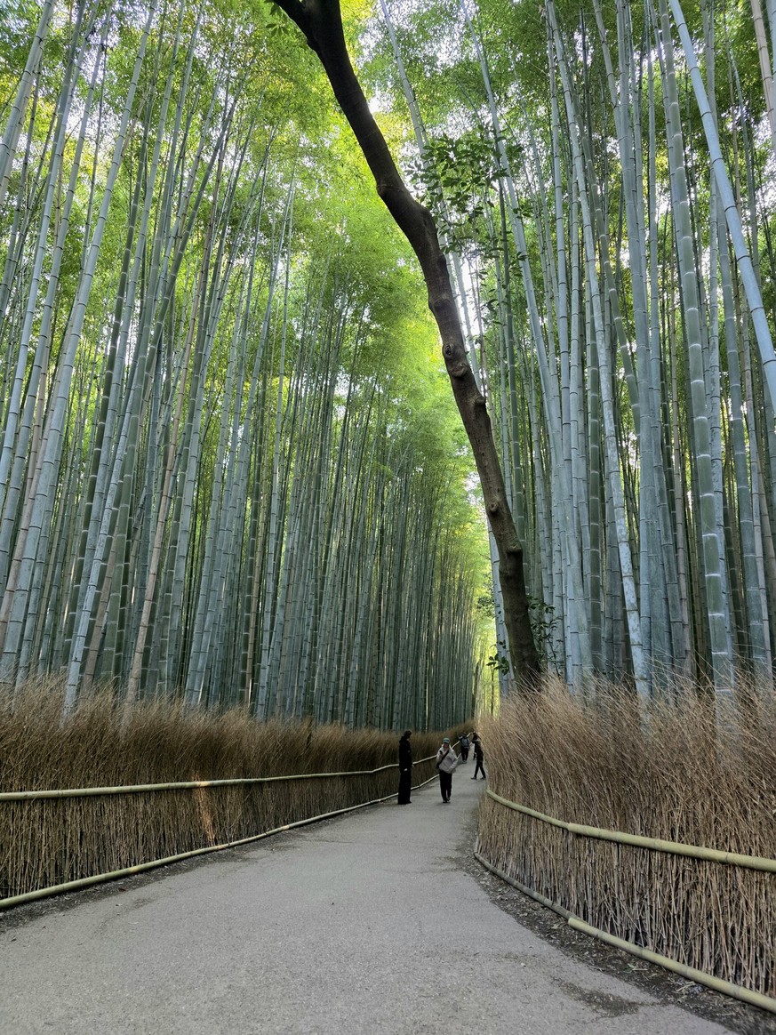 Madeleine in Japan: Handytest Samsung Galaxy s25 Pro