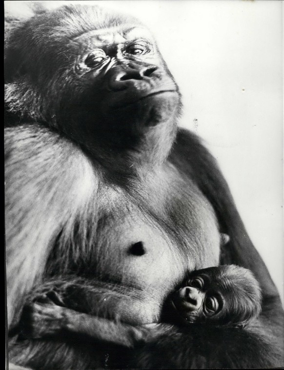 Feb. 25, 2012 - Proud Parent. The world famous ape house of the zoological gardens in Basel, Switzerland announce a real sensational breed success with their gorillas. Goma , the female born in the zo ...