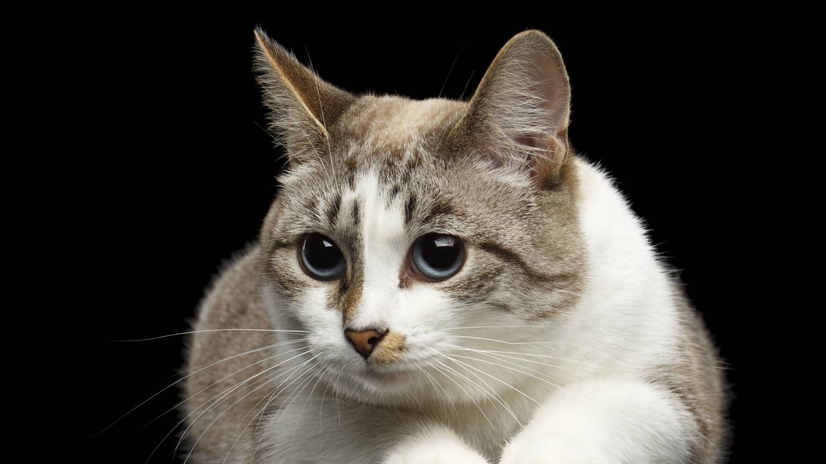 Haben-Katzen-ein-schlechtes-Gewissen-Das-sagt-die-Wissenschaft
