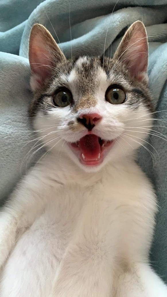 cute news animal tier cat katze

https://www.reddit.com/r/cats/comments/px2fs0/3/