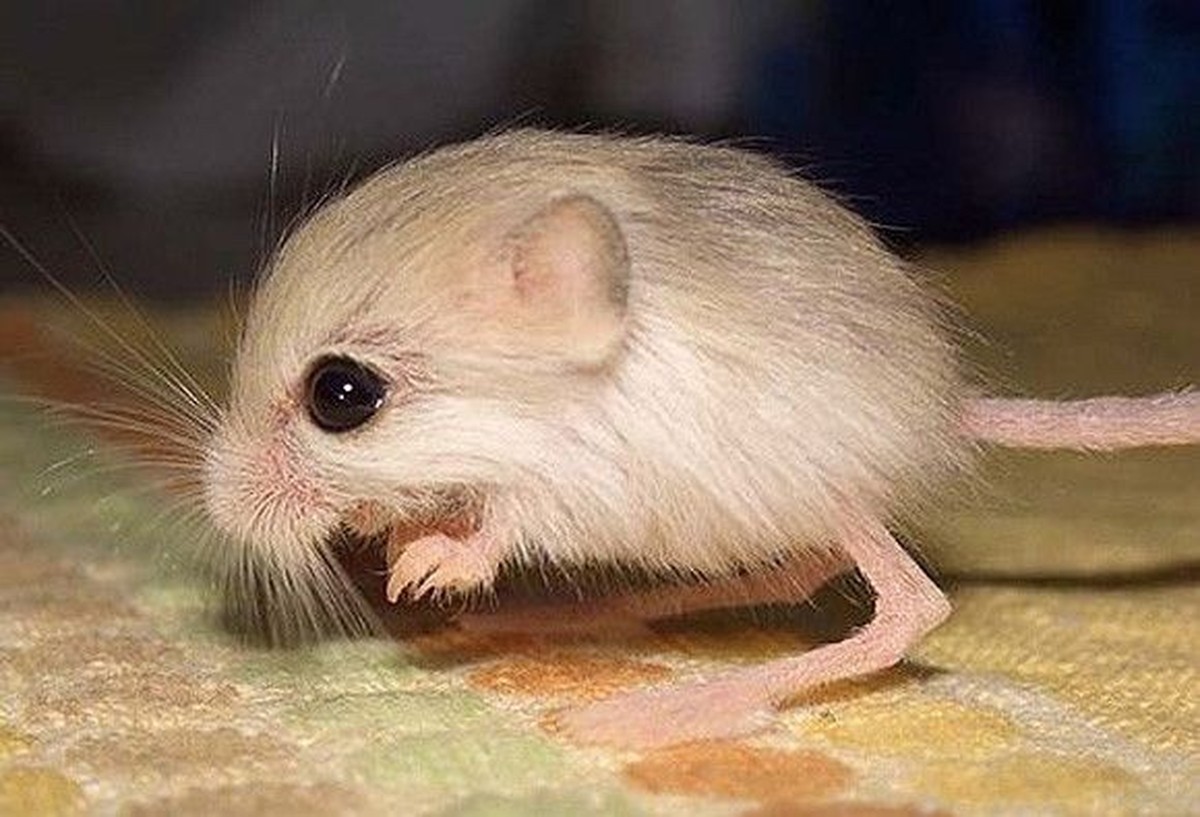 Australien Tiere