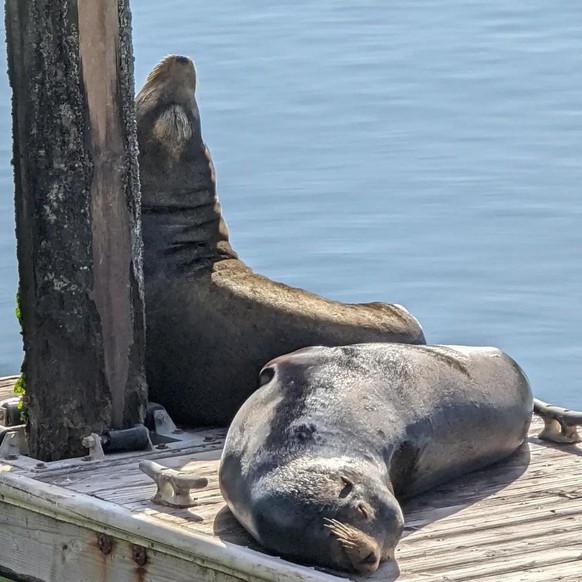 cute news animal tier sea lions

https://www.reddit.com/r/aww/comments/siesa4/sea_lions_getting_some_sun_time/