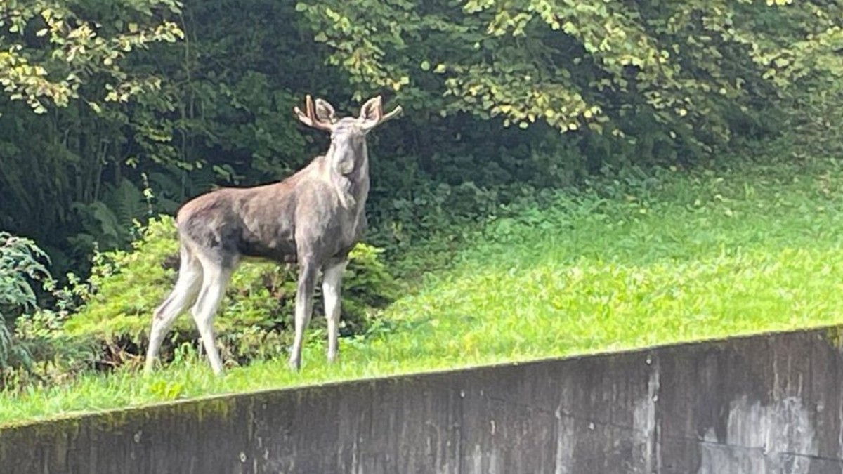 Elch-im-Schwarzwald-gesichtet-kein-Problem-wenn-er-bleibt-