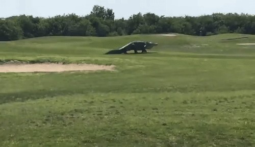 Hasenmaus, Sugar Glider und über 20 weitere Tiere für ganz viel «Jööö!» und «Ahaaa!»
Gehst Du in Florida Golf spielen?