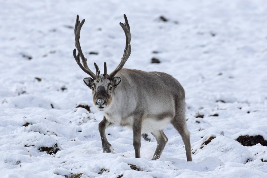 Spitzbergen-Ren Rangifer tarandus platyrhynchus, Männchen, Bulle mit samtbedecktem Geweih bei der Futtersuche auf schneebedeckter Tundra im Herbst, Herbst, Norwegen, Europa *** Svalbard Ren Rangifer t ...