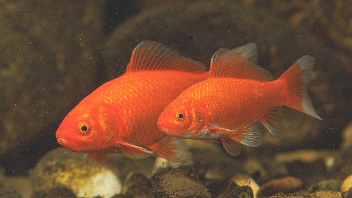 Goldfische-k-nnen-in-der-freien-Natur-ganze-Teiche-leer-fressen