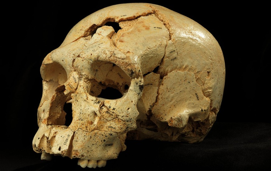 Über 400'000 Jahre alt: Schädel 17 aus der Fundstelle Sima de los Huesos in Spanien.